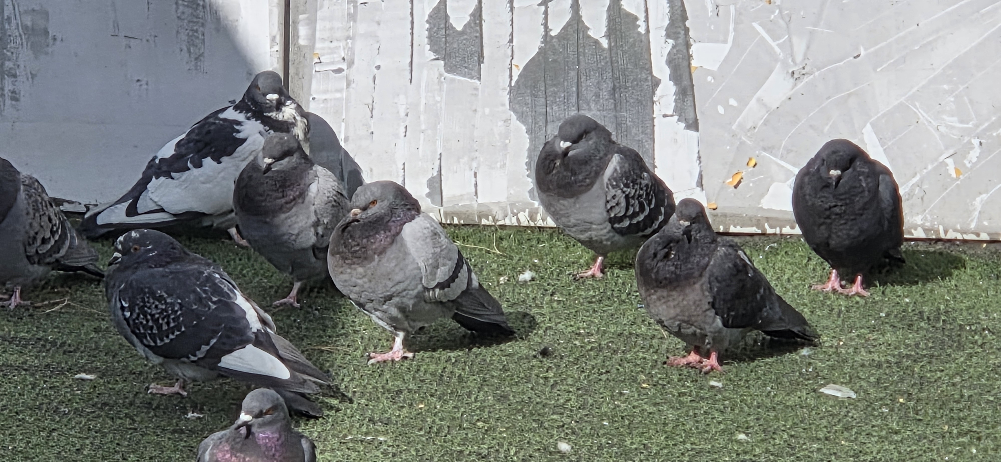 [잡담] 명동갔는데 비둘기들이 일광욕해 | 인스티즈