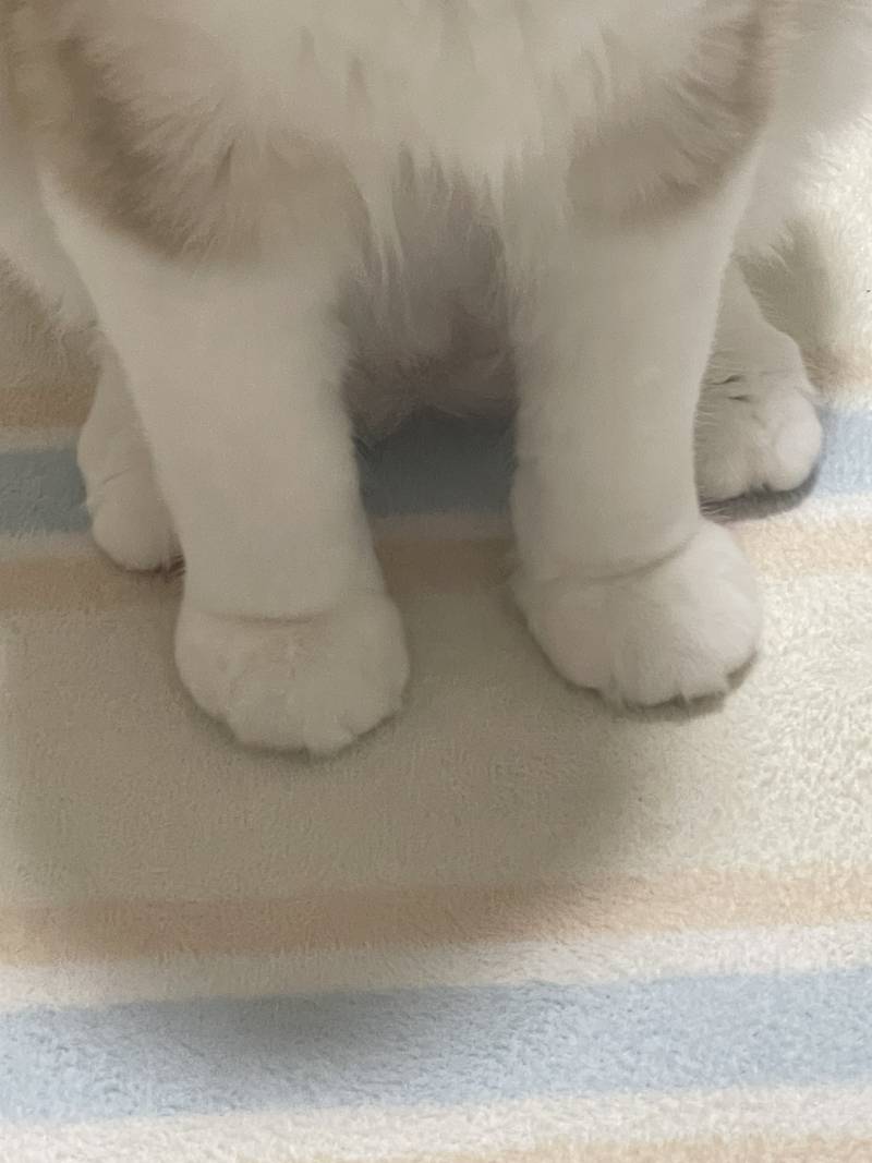 [잡담] 아.. 내 고양이지만 꼴받는다 하… | 인스티즈