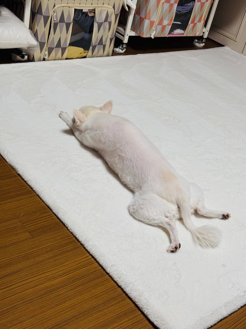 [잡담] 강아지) 이런 자세 첨봐 ㅋㅋㅋㅋㅋㅋㅋ | 인스티즈