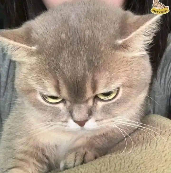 [잡담] 얘네는 왜 싸가지 없어도 귀여움? | 인스티즈
