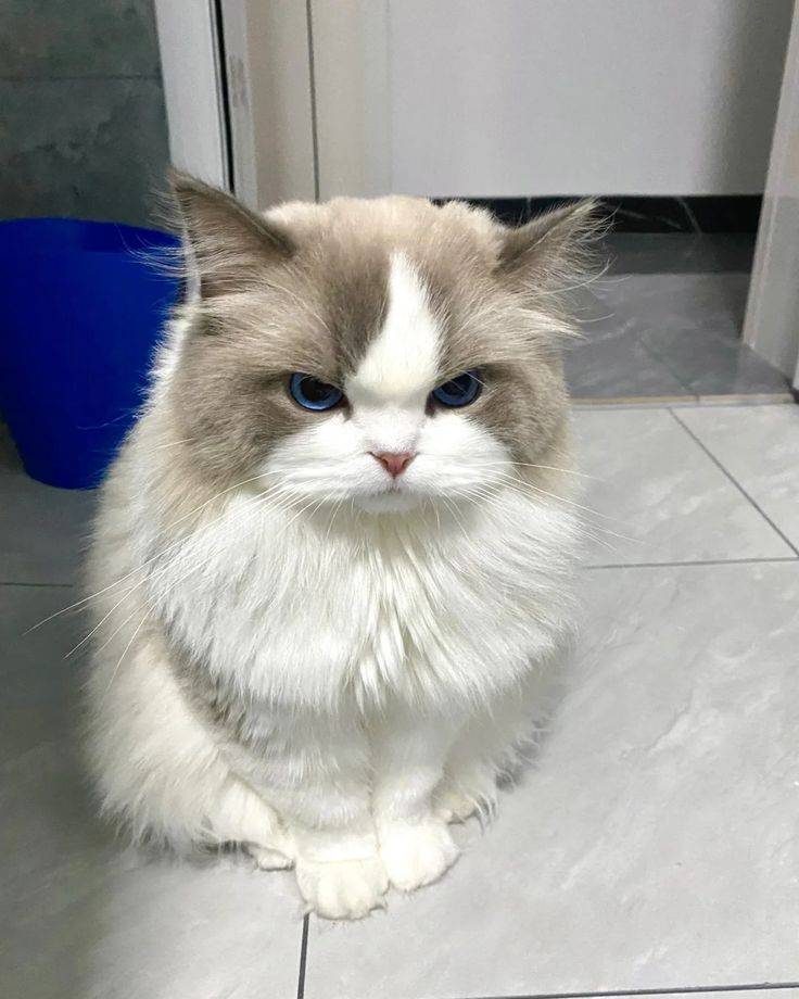 [잡담] 얘네는 왜 싸가지 없어도 귀여움? | 인스티즈