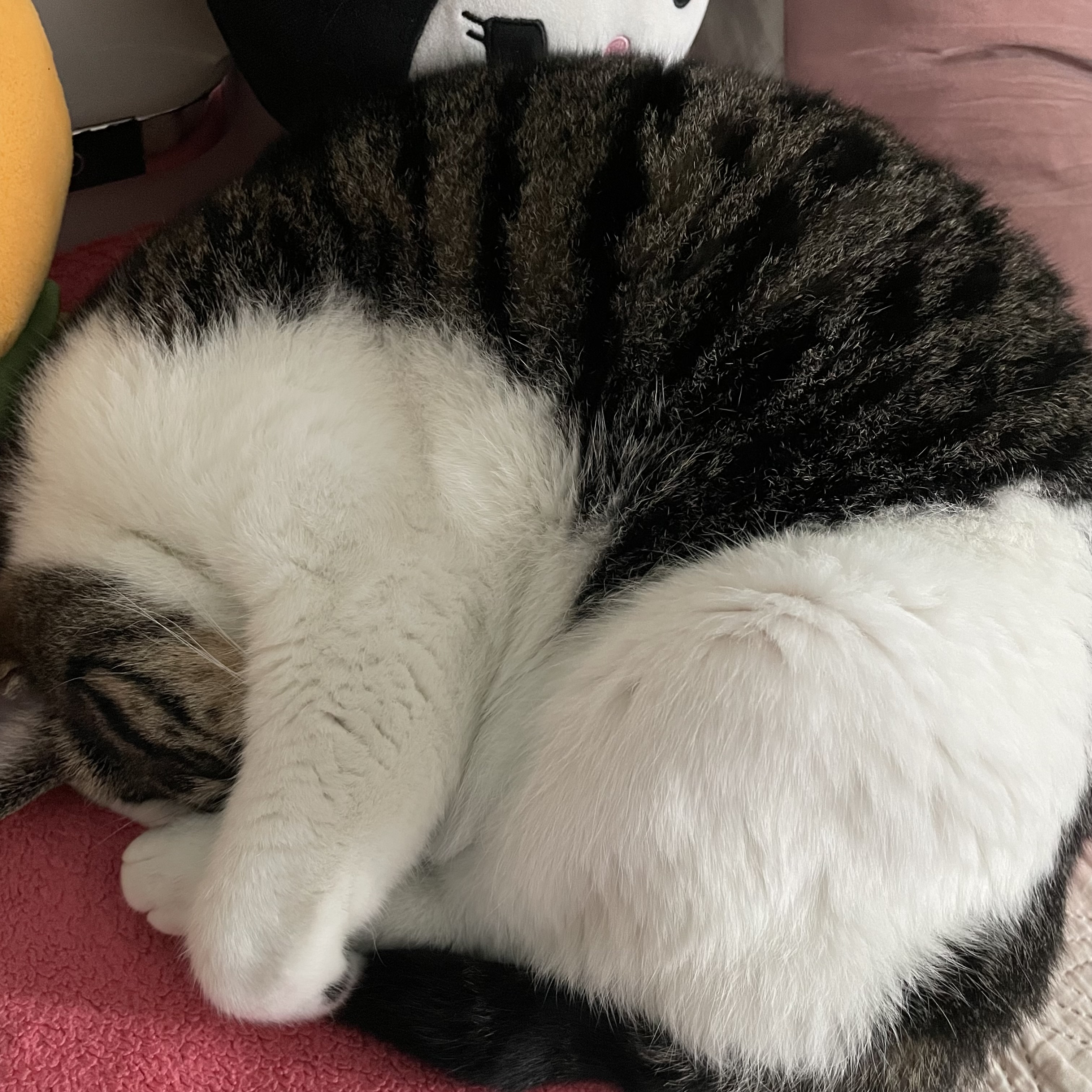 [잡담] 아 미친 우리집 고양이 봐봐 | 인스티즈