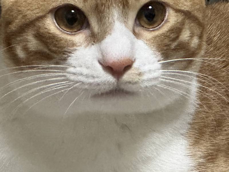 [잡담] 우리 집 고양이 얼굴이 네모임 | 인스티즈