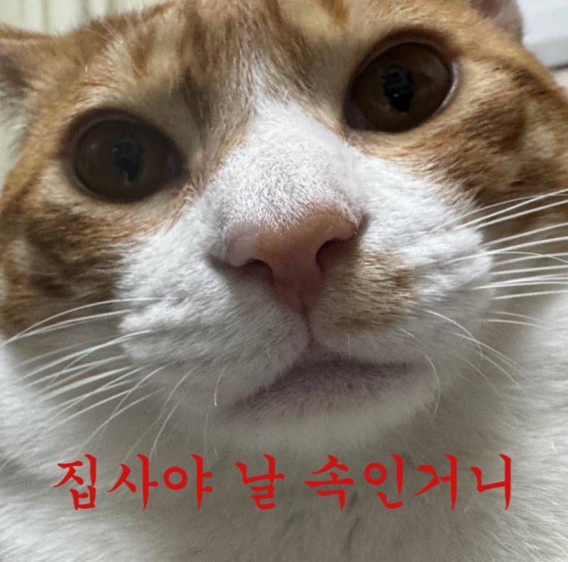 [잡담] 우리 집 고양이 얼굴이 네모임 | 인스티즈