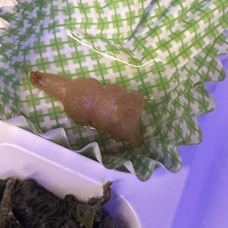 [잡담] 이 반찬 뭐야? 시큼맛 나는데 | 인스티즈