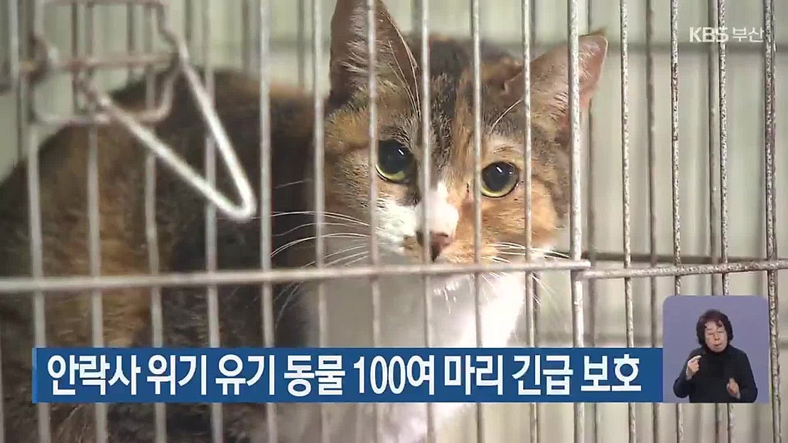 '안락사 위기' 유기동물 100마리…부산시, 전원 구조 (반전주의) 부산 보호소 하얀비둘기 | 인스티즈