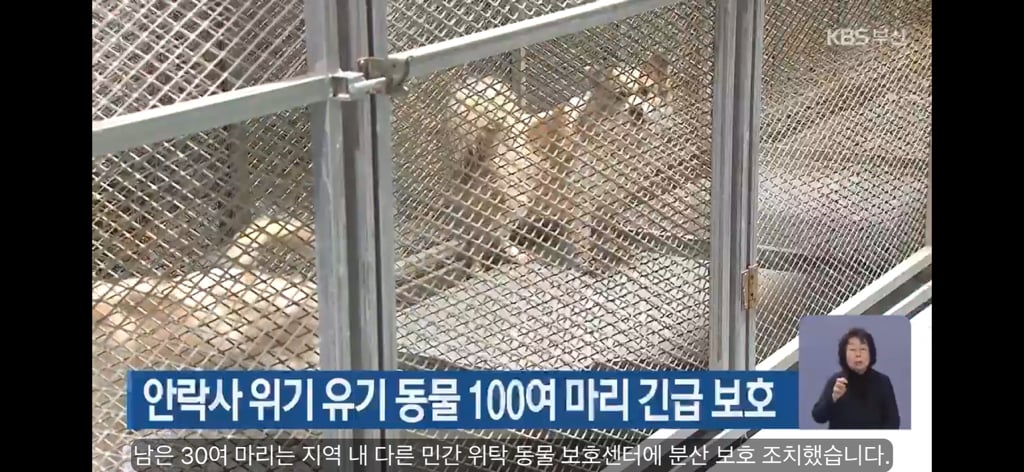 '안락사 위기' 유기동물 100마리…부산시, 전원 구조 (반전주의) 부산 보호소 하얀비둘기 | 인스티즈