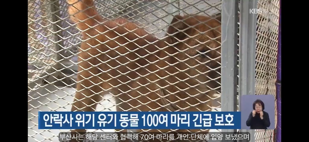 '안락사 위기' 유기동물 100마리…부산시, 전원 구조 (반전주의) 부산 보호소 하얀비둘기 | 인스티즈