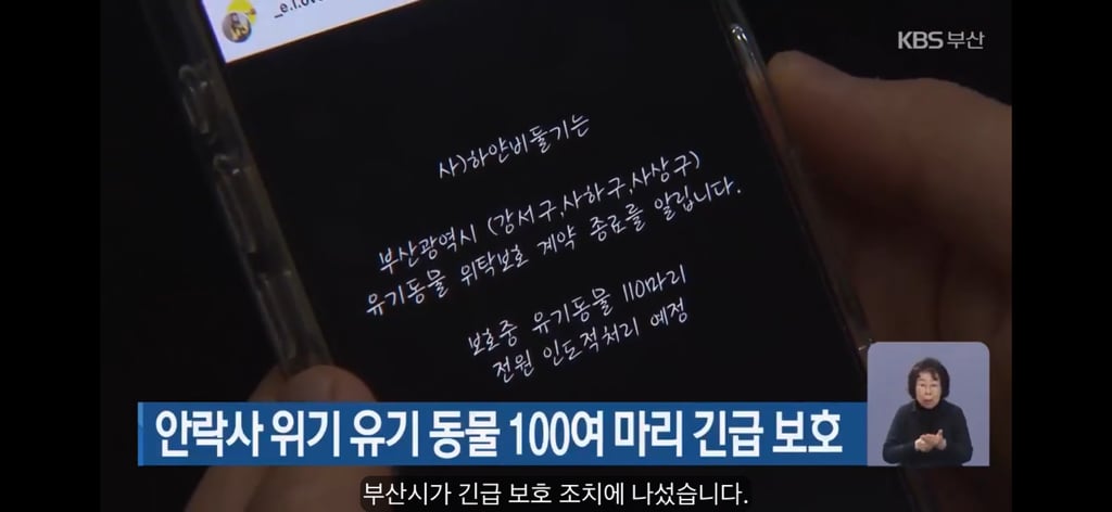 '안락사 위기' 유기동물 100마리…부산시, 전원 구조 (반전주의) 부산 보호소 하얀비둘기 | 인스티즈