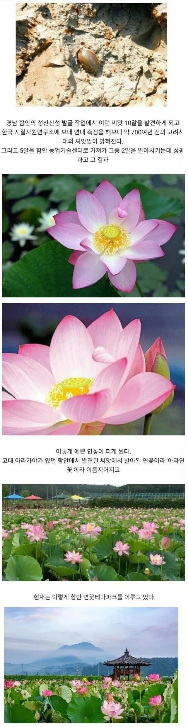 700년 된 씨앗에서 핀 한국의 꽃 | 인스티즈