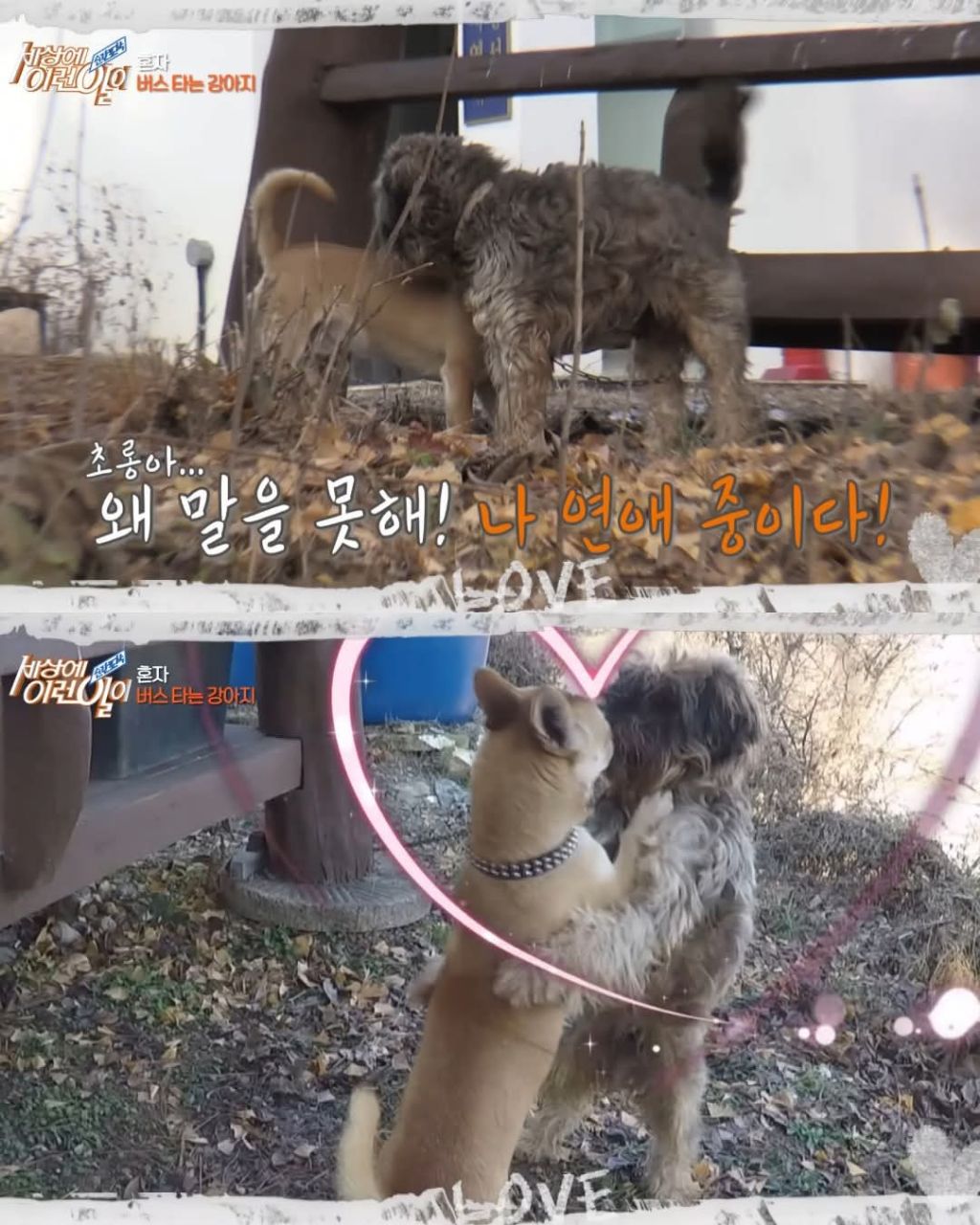 무임승차하는 댕댕이 | 인스티즈