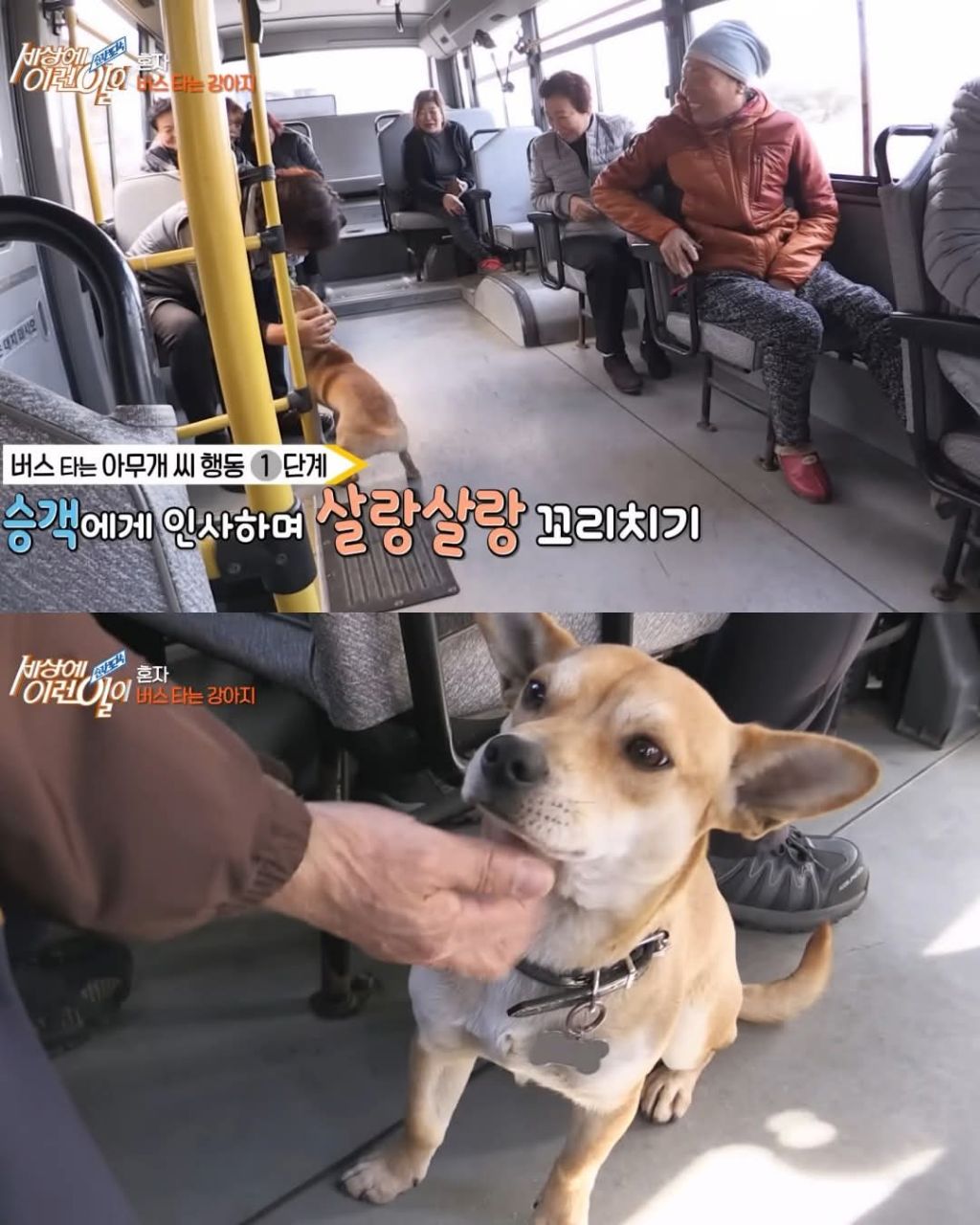 무임승차하는 댕댕이 | 인스티즈