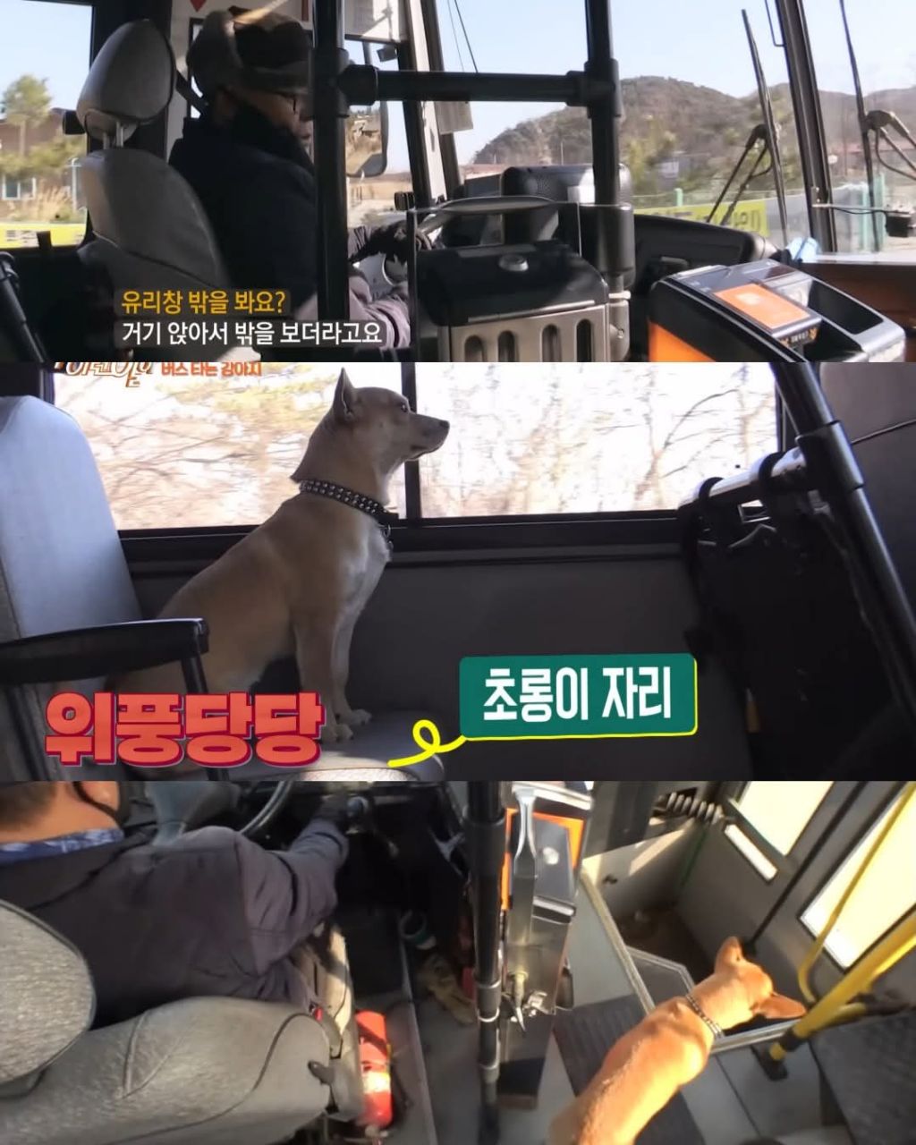 무임승차하는 댕댕이 | 인스티즈