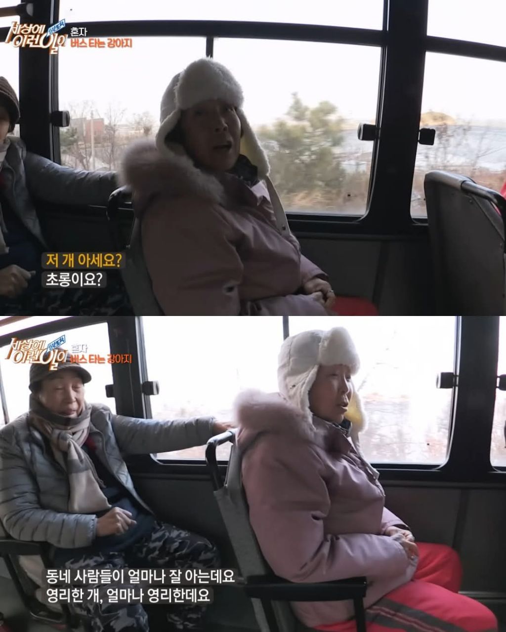 무임승차하는 댕댕이 | 인스티즈