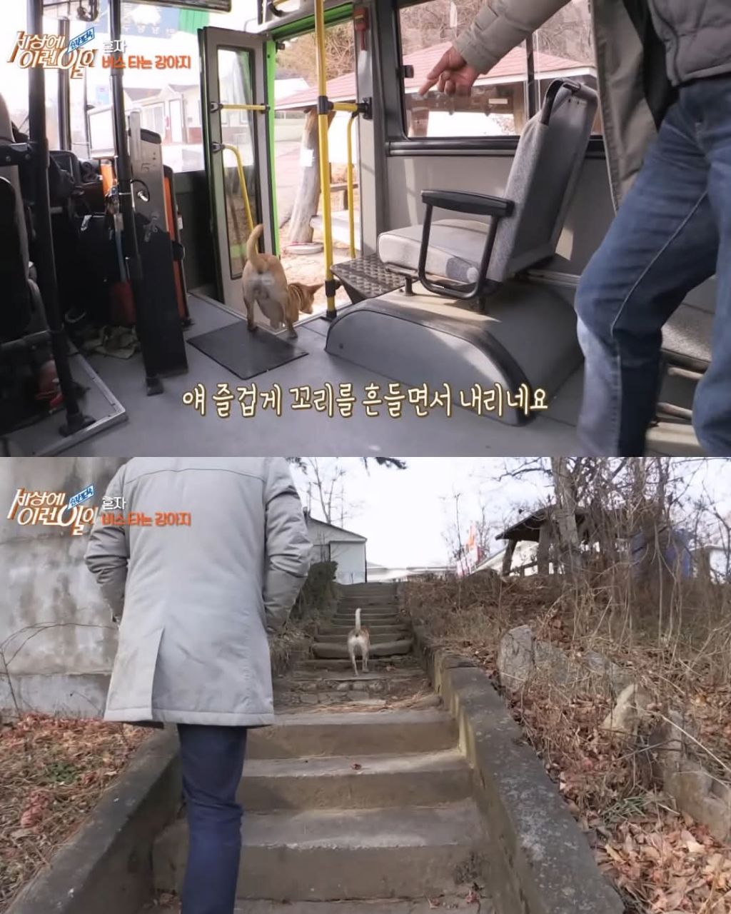 무임승차하는 댕댕이 | 인스티즈