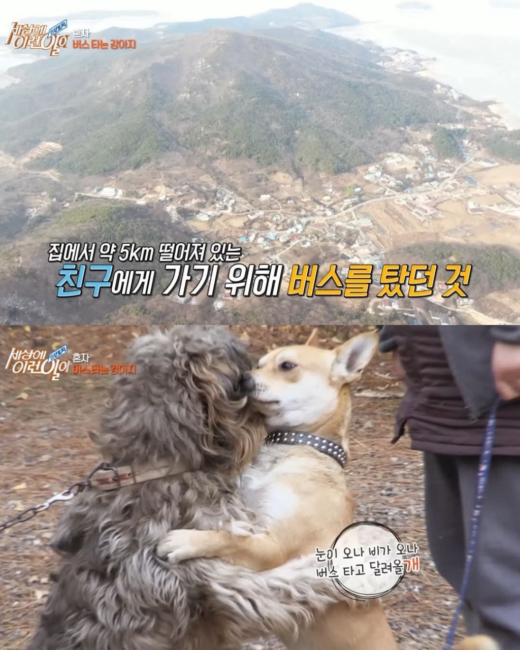 무임승차하는 댕댕이 | 인스티즈