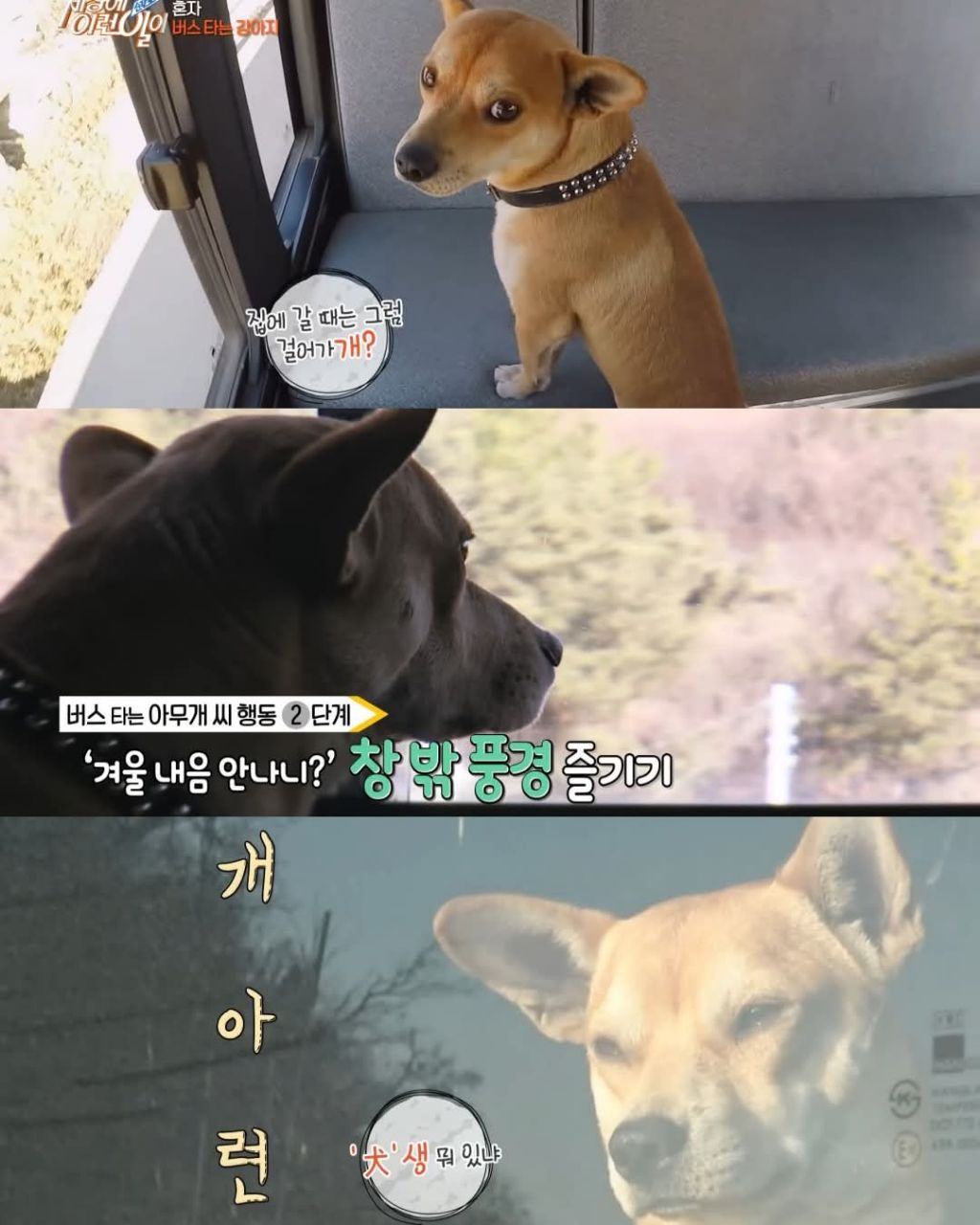 무임승차하는 댕댕이 | 인스티즈
