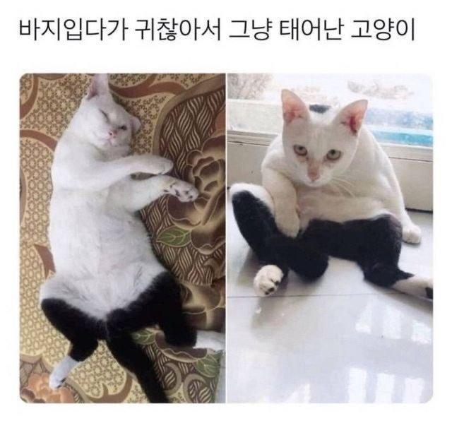 바지입다기 귀찮아서 그냥 태어난 고양이 | 인스티즈