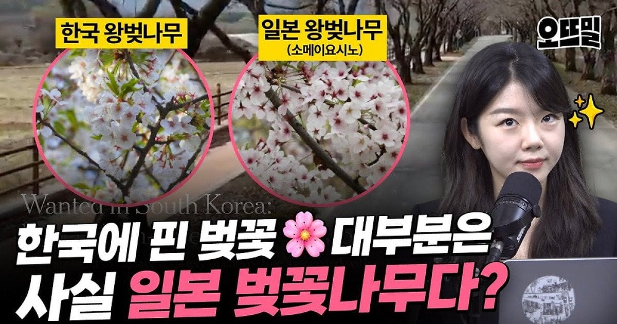 "일본 잔재 벚나무 잘라내야" vs "한국인들 집착일 뿐" | 인스티즈