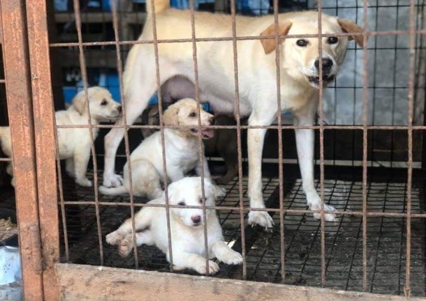 동물복지진흥원 추진…보호에서 복지 대상으로 동물 정책 전환 | 인스티즈