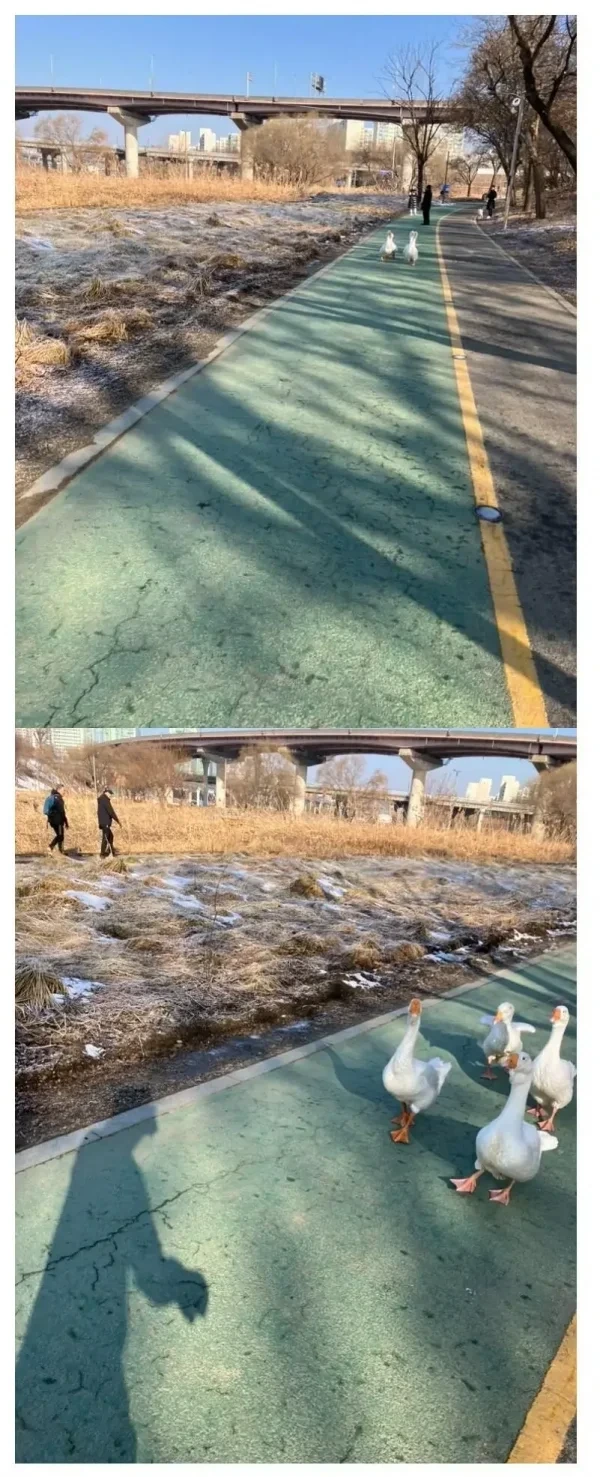 꽥꽥 소리 지르면서 몰려 다니는 민폐 러닝크루 | 인스티즈