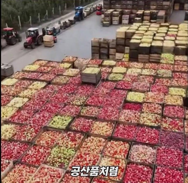 미국 사과가 1Kg 에 2000원대인 이유 | 인스티즈
