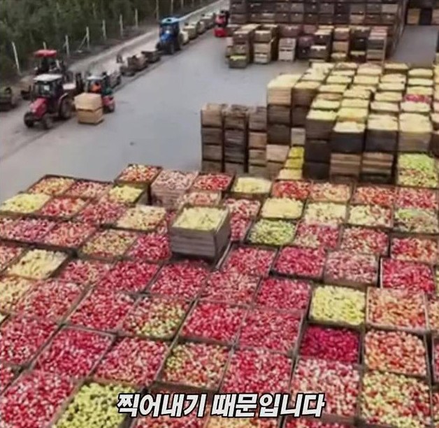 미국 사과가 1Kg 에 2000원대인 이유 | 인스티즈