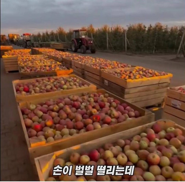 미국 사과가 1Kg 에 2000원대인 이유 | 인스티즈