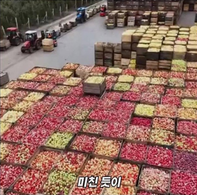 미국 사과가 1Kg 에 2000원대인 이유 | 인스티즈