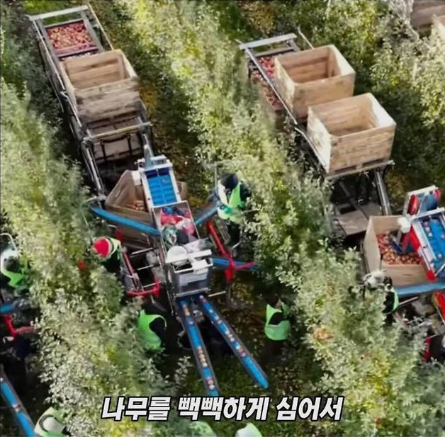 미국 사과가 1Kg 에 2000원대인 이유 | 인스티즈