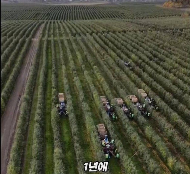 미국 사과가 1Kg 에 2000원대인 이유 | 인스티즈
