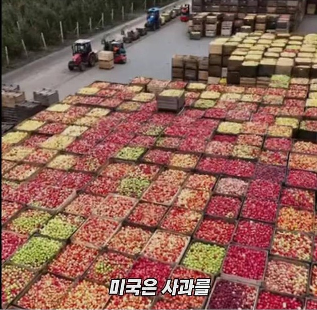 미국 사과가 1Kg 에 2000원대인 이유 | 인스티즈