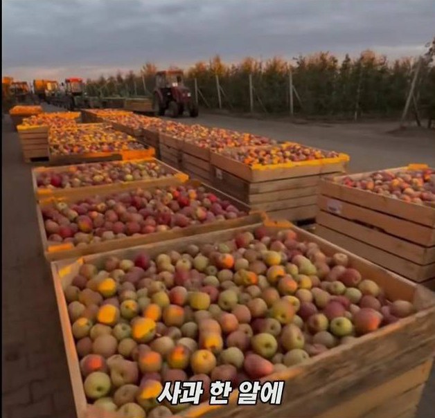 미국 사과가 1Kg 에 2000원대인 이유 | 인스티즈