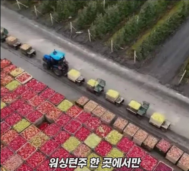 미국 사과가 1Kg 에 2000원대인 이유 | 인스티즈