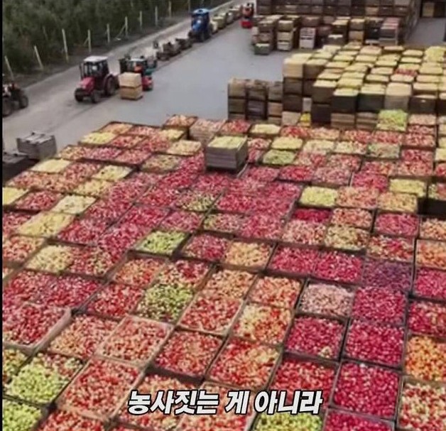 미국 사과가 1Kg 에 2000원대인 이유 | 인스티즈