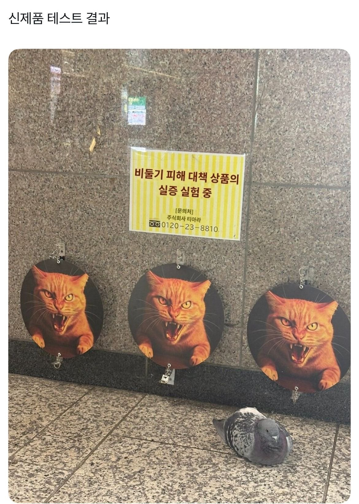 비둘기 퇴치 제품 테스트 중 | 인스티즈