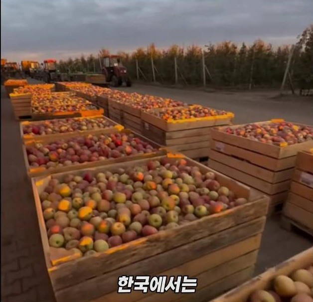 미국 사과가 1Kg 에 2000원대인 이유 | 인스티즈
