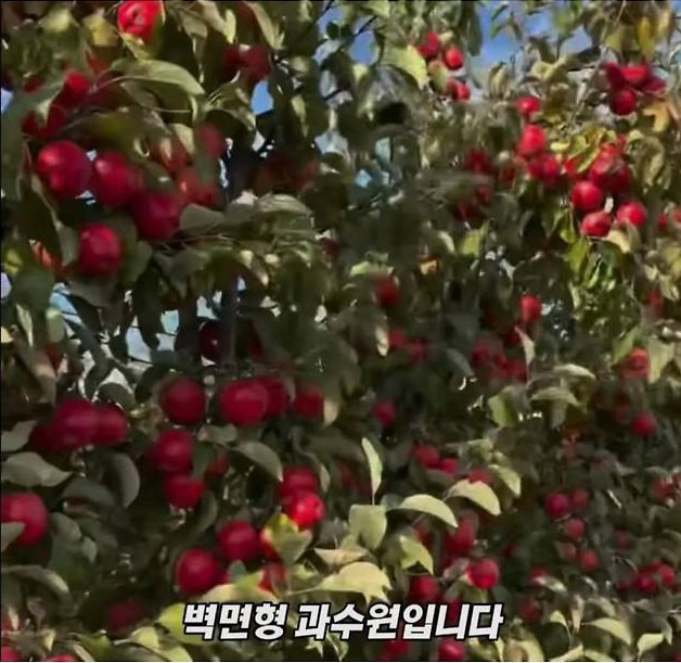 미국 사과가 1Kg 에 2000원대인 이유 | 인스티즈