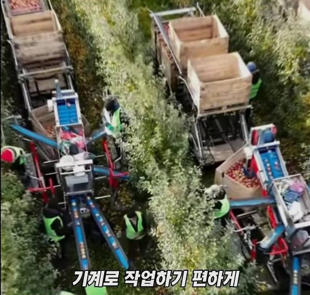 미국 사과가 1Kg 에 2000원대인 이유 | 인스티즈