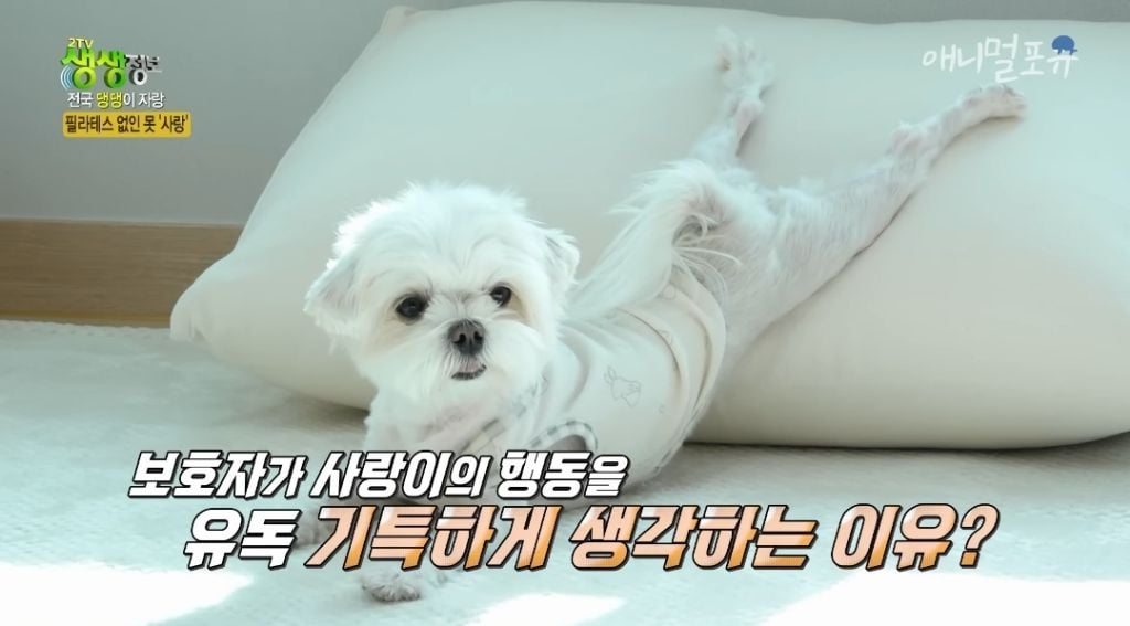 필라테스 하는 강아지 | 인스티즈