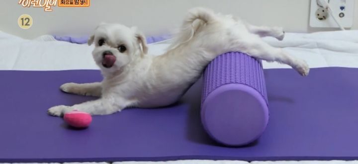 [세상에이런일이] 필라테스하는 강아지.gif | 인스티즈