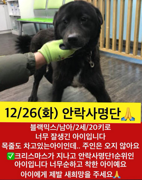 크리스마스 지나면 안락사될 아이들.. 보고가주라ㅠㅠ | 인스티즈