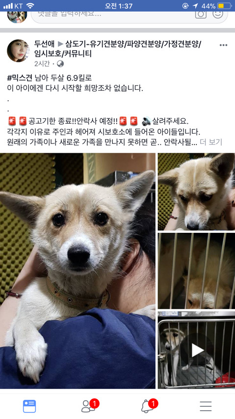 낼 안락사인데 문의한통 없대ㅠㅠㅠ 아직 살날이 훨씬 많은 아가들 제발 보구가줘!!.. | 인스티즈