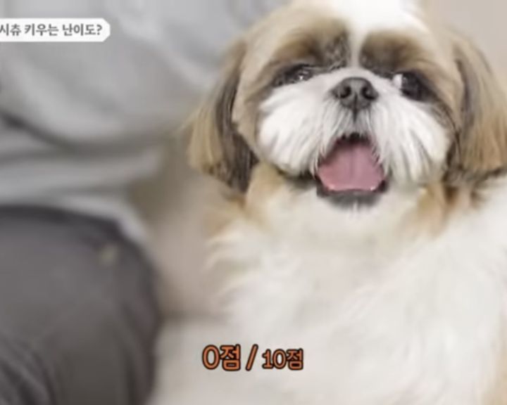 강형욱이 키우는 난이도 0점이라고 한 견종 | 인스티즈