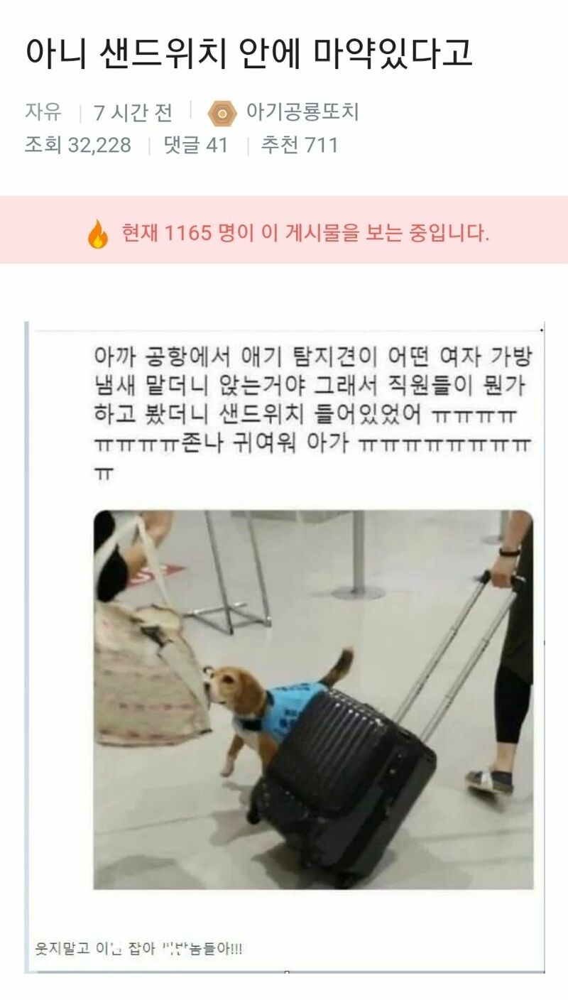 탐지견에게 감지된 샌드위치 | 인스티즈