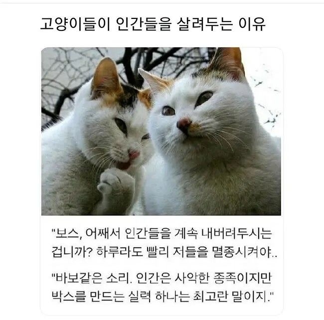 고양이들이 인간을 살려두는 이유 | 인스티즈