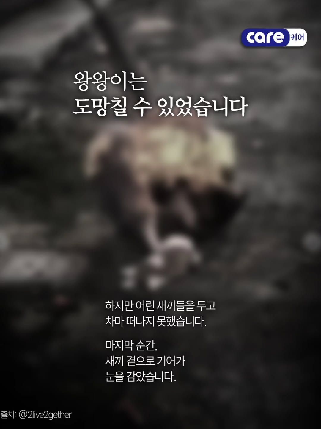 중국 유기견 왕왕이 가족 추모 집회 - 동물권단체 케어 | 인스티즈