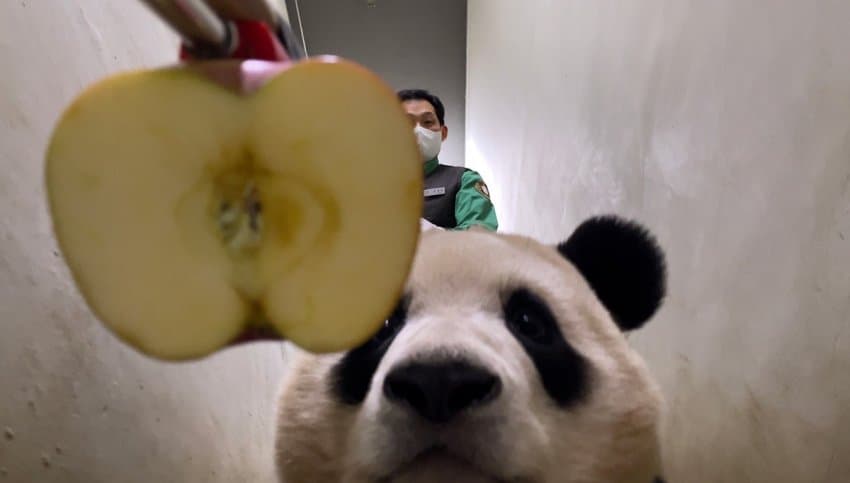 [잡담] 사과로 푸바오 퇴근 시키려고 했던 송바오 ㅋㅋ | 인스티즈