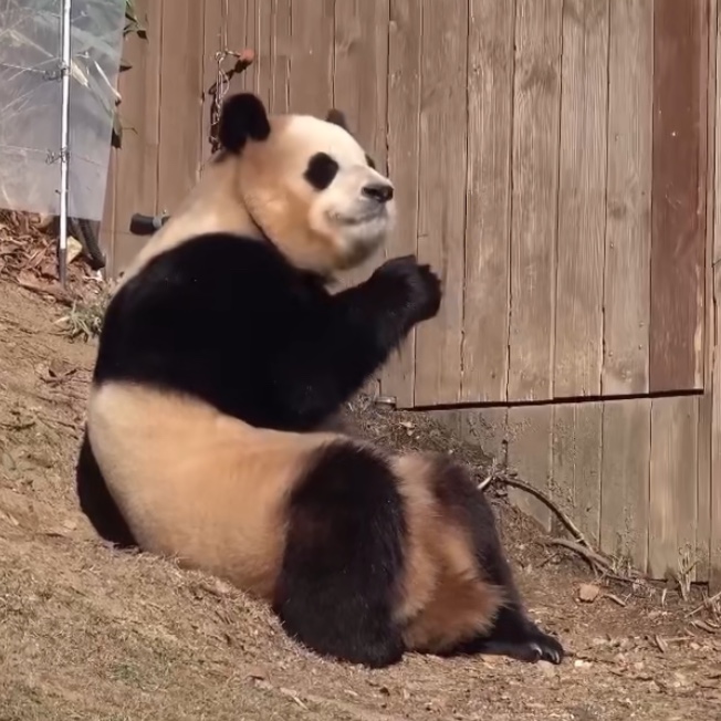 [잡담] 와 푸바오 진짜 누렇다... | 인스티즈
