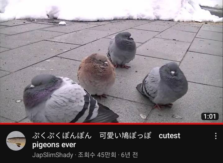 [잡담] 뚱뚱한 비둘기 안아줄 수 있어? | 인스티즈
